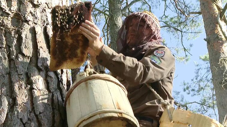 Amžius besidriekianti tradicija: Dzūkijoje gausiai paminėta drevinė bitininkystė