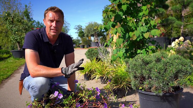 Sodybos pradžiamokslis: augalų parinkimas sodybos apželdinimui