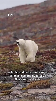 Akistatą su baltuoju lokiu apturėjusi keliautoja Eglė