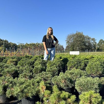 Skiepytos pušys leidžia išvengti nenuspėjamumo, nes būna identiškos