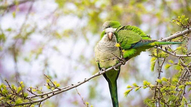 Vienas miestelis Argentinoje susidūrė su papūgomis: cypsėjimas neduoda gyventojams ramybės