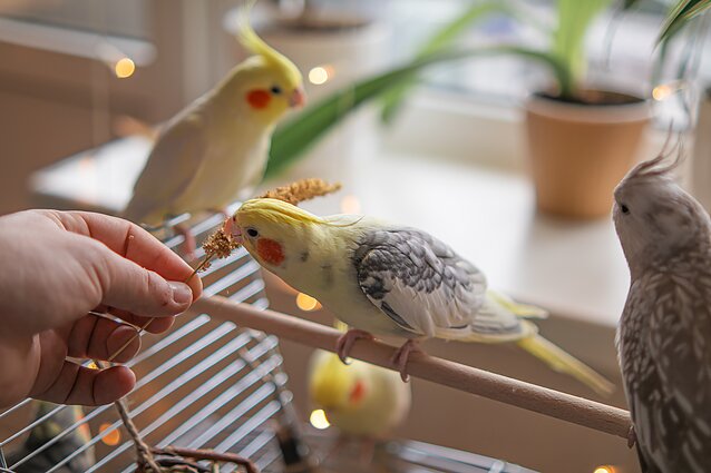 Naminės papūgėlės Naminės papūgėlės
