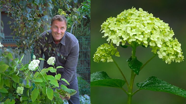 Kalendorinis darbas: kaip parinkti vietą ir teisingai pasodinti hortenziją?