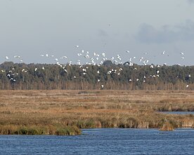 Savaitgalį į šiltus kraštus išlydėti sparnuočiai