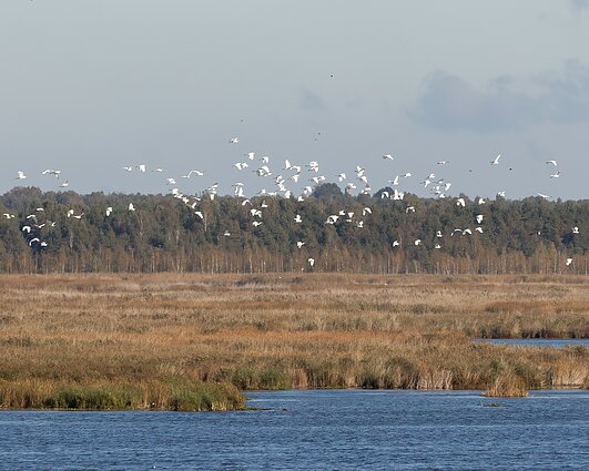 Savaitgalį į šiltus kraštus išlydėti sparnuočiai