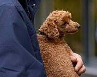 Savaitgalį į šiltus kraštus išlydėti sparnuočiai