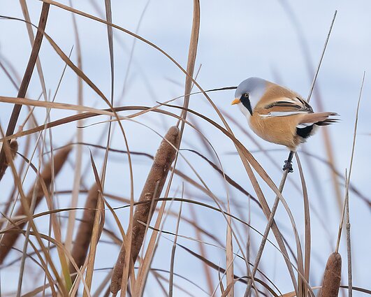 Savaitgalį į šiltus kraštus išlydėti sparnuočiai