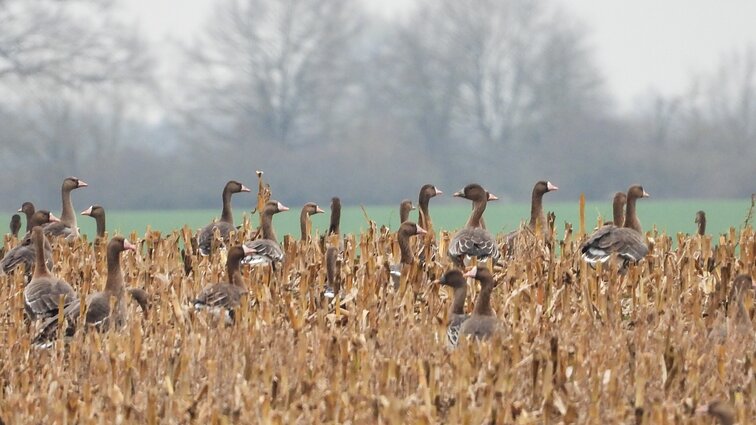 Paukščių palydose dalyvavęs gamtininkas: jie išskrenda ne todėl, kas čia šalta