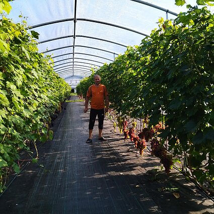 Šiltnamiuose dera... vynuogės