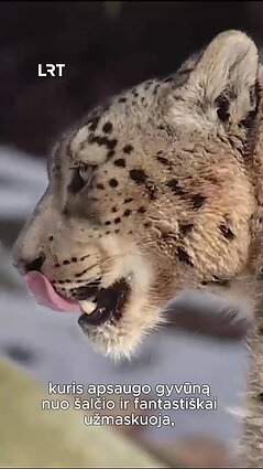 Snieginio leopardo paieškos Himalajų kalnuose