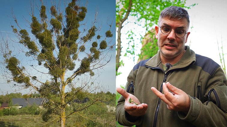 „Amalas gali nužudyti visą medį“: augalų parazitų paieškose – Čepulį nustebinęs reiškinys