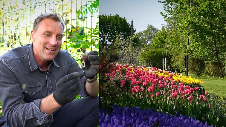 Kalendorinis darbas: ką svarbiausia žinoti sodinant tulpes?