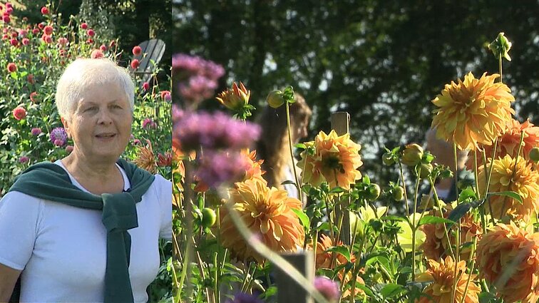 Janina jau 30 metų augina jurginus: augalas, kaip ir žmogus, pereina visus etapus