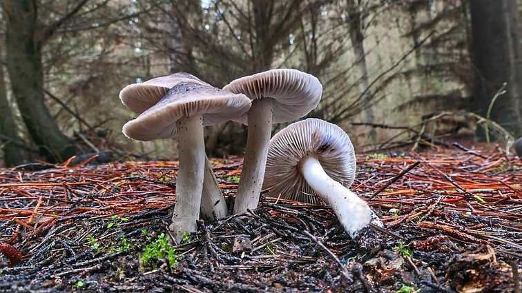 Rudeniniai pokyčiai miške: ekspertė patarė, kokius grybus rinkti net ištikus šalnoms