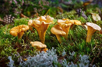 Chanterelles
