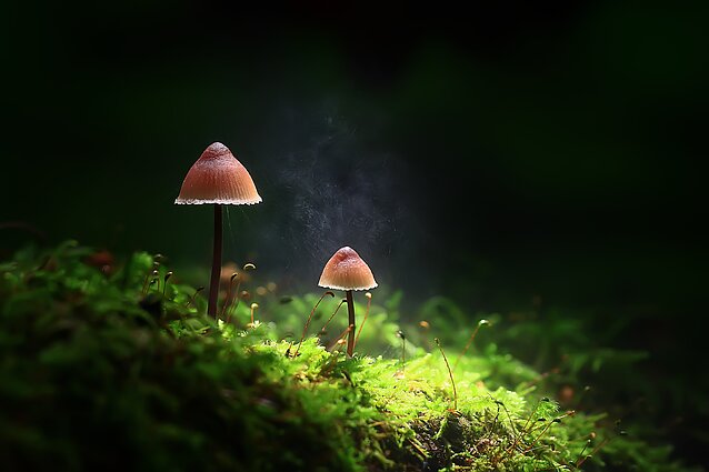Nuostabus grybų pasaulis Nuostabus grybų pasaulis