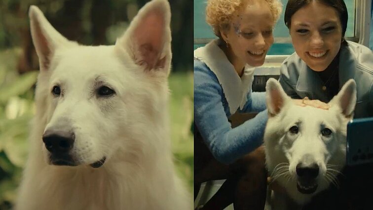 Kino teatruose – tikrais įvykiais paremta jautri istorija apie Toskanoje gyvenusį šunelį