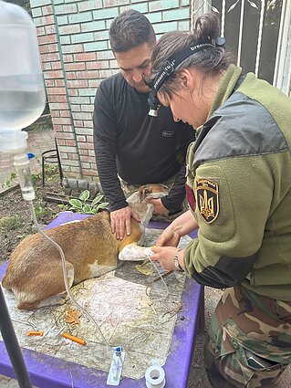Medikei kartais tenka operuoti ir sužeistus gyvūnus, nes veterinarų pafrontėje neliko