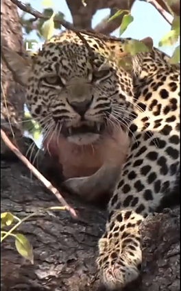 Fotografė: leopardas – labai sumani katė
