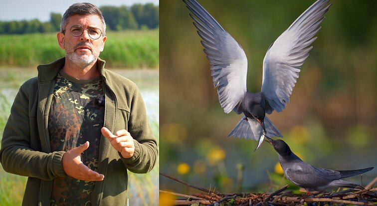 Žuvėdrų lizdus ant namų stogų stebėjęs Čepulis: šie paukščiai nėra jau tokie svetingi