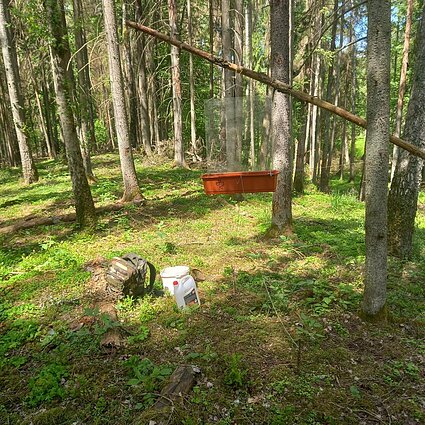 Punios šilo vabzdžių stebėsenos tyrimai