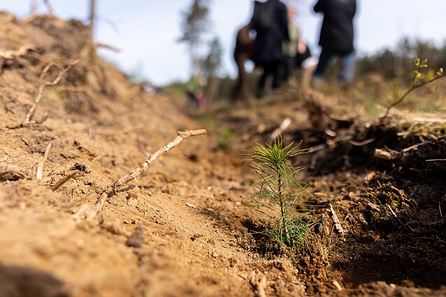 Planting trees (associative image)