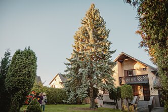 Po 15 metų į Vienybės aikštę Kalėdoms sugrįžtanti pagrindinė miesto puošmena yra 18 m aukščio Po 15 metų į Vienybės aikštę Kalėdoms sugrįžtanti pagrindinė miesto puošmena yra 18 m aukščio