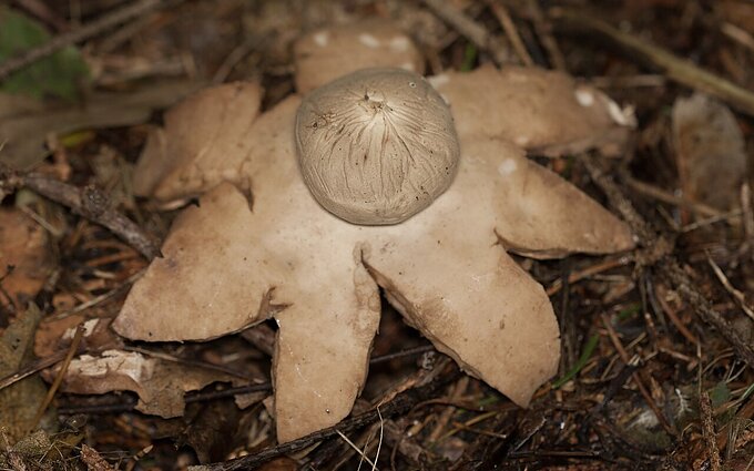 Grybų karalystės puošmena – žvaigždinai: „Fotografuokite, pasigrožėkite, bet nevalgykite“