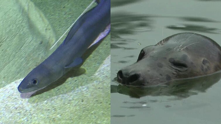 Nusilpęs ruoniukas ir ungurys iš Portugalijos: jūrų muziejaus gretas papildė nauji gyvūnai