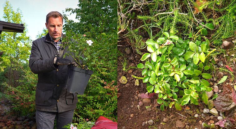 Kalendorinis darbas: rožių sodinimas