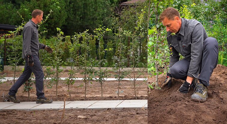 Sodybos pradžiamokslis: tujų ir bukų gyvatvorės įrengimas