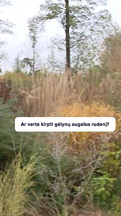 Gėlynai rudenį: ar verta kirpti augalus?