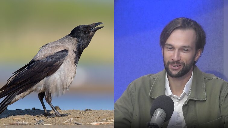 Gyventojai skundžiasi, kad varnos darko veją: anot ornitologo, jos tai daro ne šiaip sau