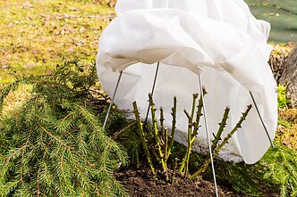 Puiki agroplėvelės alternatyva yra eglišakės Puiki agroplėvelės alternatyva yra eglišakės