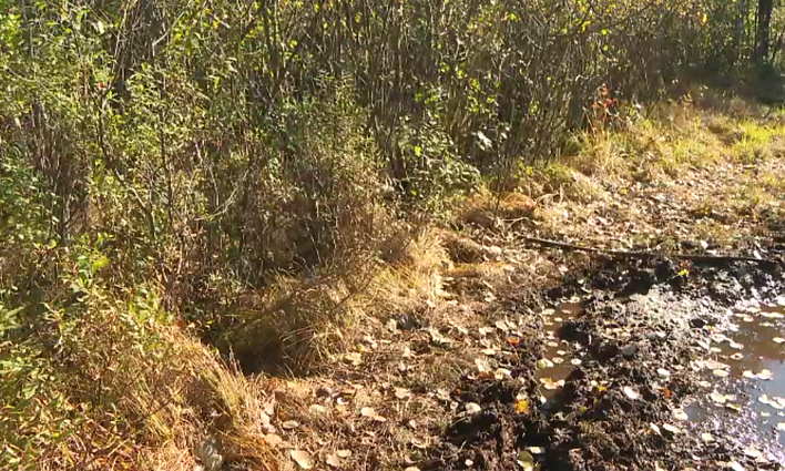 Pamario kraštovaizdis