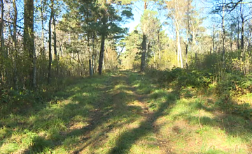 Pamario kraštovaizdis