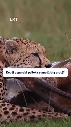 Kodėl gepardai niekada nesaugo savo grobio?