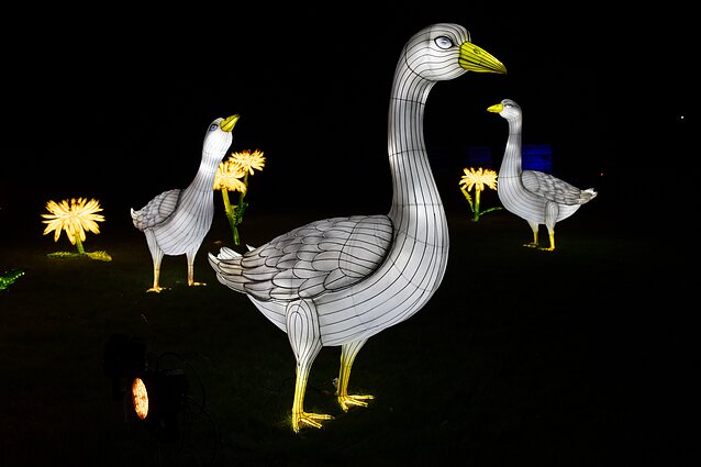 Šviesos ir žibintų festivalis Rumšiškėse