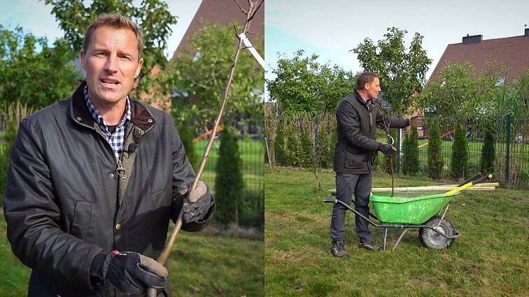 Sodininko kalendorinis darbas: ar galima lapkričio mėnesį sodinti obelį?