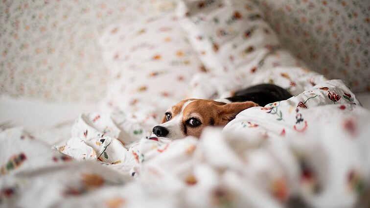 Orai turi įtakos ir namie laikomiems augintiniams: ką verta žinoti ateinant žiemai?