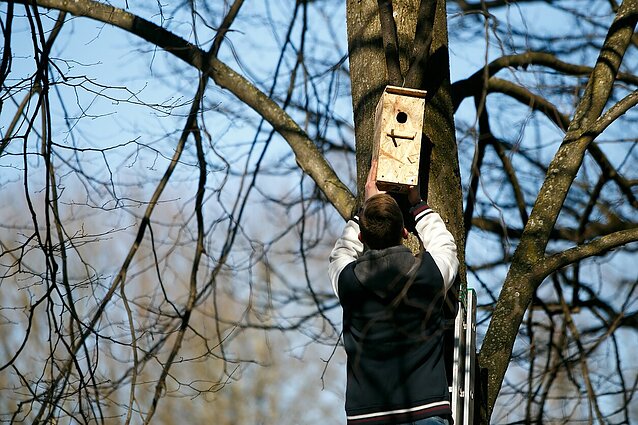 Čepulis pasidalino patarimais dėl inkilų: ruduo yra net geresnis laikas juos kelti