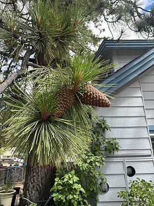 Agnės įspūdžiai iš kelionės po JAV