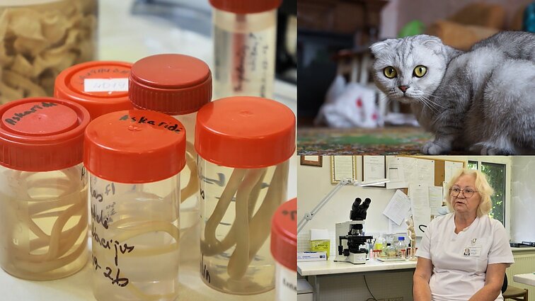 Dėl parazitų iš augintinių įspėjanti medikė: dažniausiai lervos migruoja į plaučius, akis