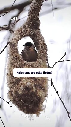 Čepulis apie remezų lizdus: tai yra šedevras