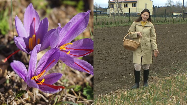 Brangiausią pasaulyje prieskonį pasaulyje auginanti Daina: nežinojau, ar prigis Lietuvoje