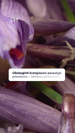 Daina surizikavo: Lietuvoje augina brangiausią pasaulio prieskonį