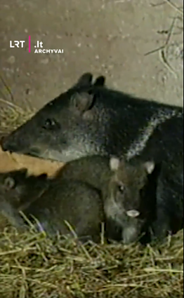 1995 m. iš zoologijos sodo buvo pavogtas pekario patinas