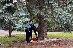 Šilainiuose nukirsta ir kelionei į Vienybės aikštę paruošta eglė