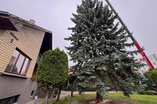 Šilainiuose nukirsta ir kelionei į Vienybės aikštę paruošta eglė