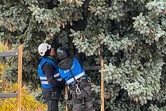 Šilainiuose nukirsta ir kelionei į Vienybės aikštę paruošta eglė